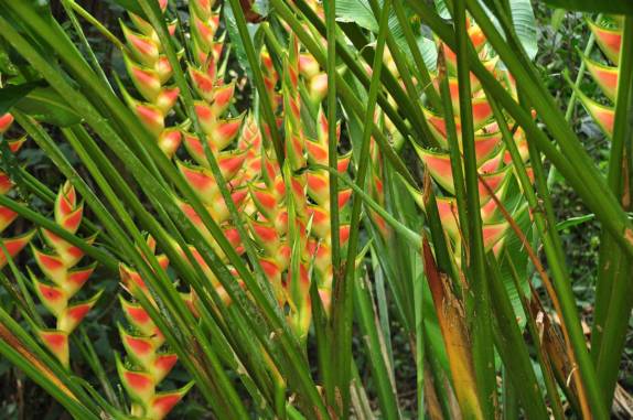 Espécie de bananeira ornamental, em Lubantun, ruínas mayas no sul de Belize